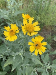 Verbesina encelioides