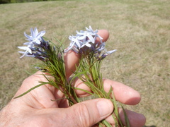 Amsonia ciliata texana