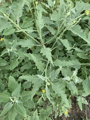 Verbesina encelioides