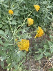 Verbesina encelioides