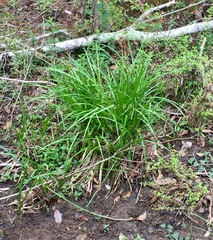 Carex cherokeensis