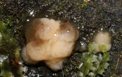 Ductifera sucina