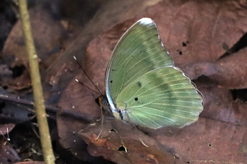 Common Blue-banded Forester