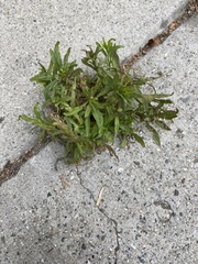 Angiospermae