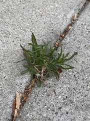 Angiospermae