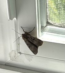 Noctuini