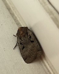 Noctuini