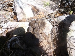 Crotalus aquilus