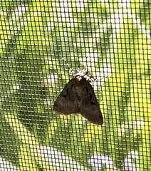 Noctuini