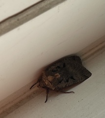 Noctuini