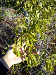 Aspidosperma pyrifolium