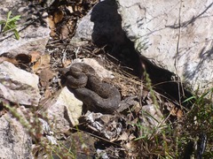 Crotalus aquilus