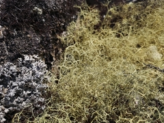 Alectoria ochroleuca