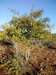 Aspidosperma pyrifolium