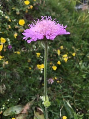 Knautia longifolia