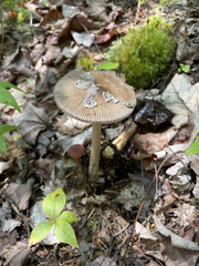 Amanita ceciliae