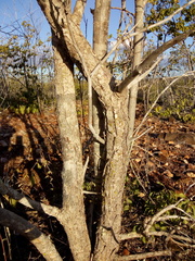 Aspidosperma pyrifolium