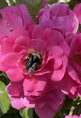 Bombus