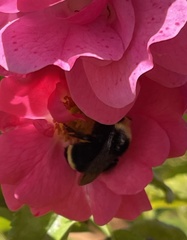 Bombus