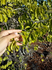 Aspidosperma pyrifolium