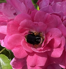 Bombus