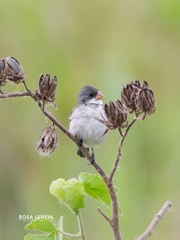 Sporophila leucoptera