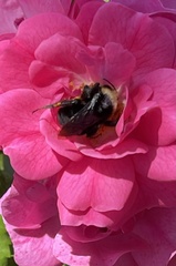 Bombus