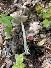 Amanita ceciliae