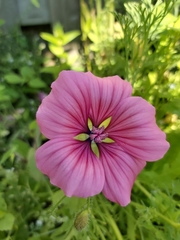 Malva trimestris