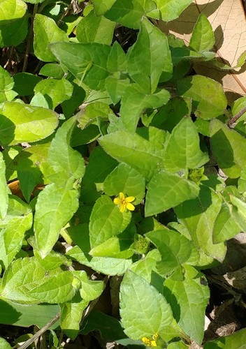Calyptocarpus vialis