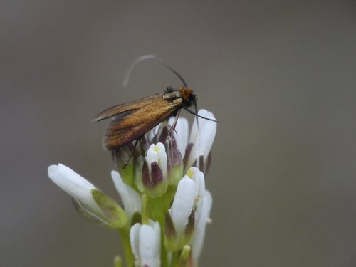 Cauchas rufimitrella