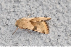 Heliothis phloxiphaga