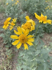 Verbesina encelioides