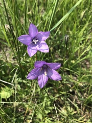 Campanula parryi