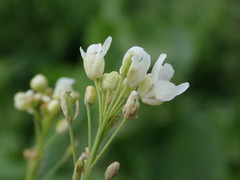 Armoracia rusticana