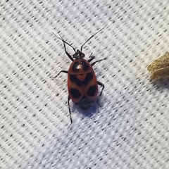 Deraeocoris histrio