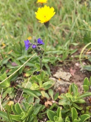 Veronica bellidioides