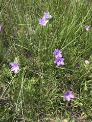 Campanula parryi