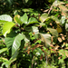 Poikilospermum suaveolens - Photo (c) loupok, μερικά δικαιώματα διατηρούνται (CC BY-NC-ND)