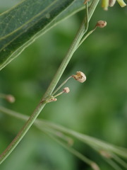 Armoracia rusticana