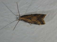 Brachmia blandella