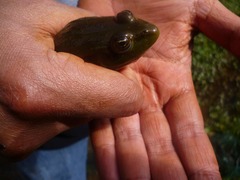 Lithobates montezumae