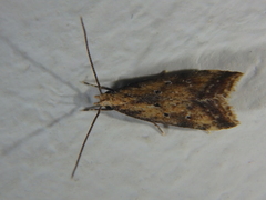 Brachmia blandella
