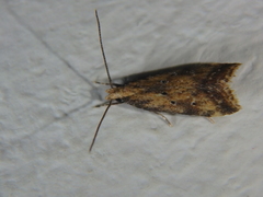 Brachmia blandella