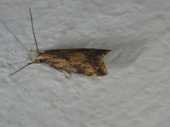 Brachmia blandella