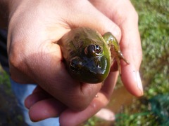 Lithobates montezumae