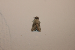 Plagiomimicus spumosum