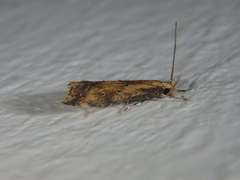 Brachmia blandella