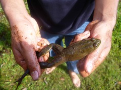 Lithobates montezumae