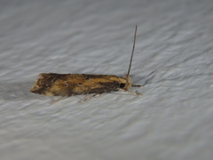 Brachmia blandella